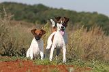 FOX TERRIER POIL LISSE 107